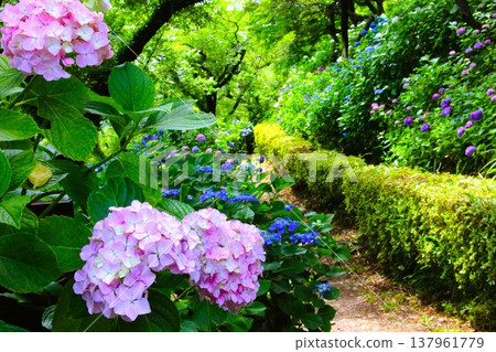 Pink hydrangea Pink hydrangea 137961779