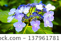 Light purple hydrangea 137961781