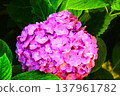 Pink hydrangea 137961782