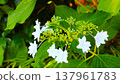 White Hakuji Hydrangea 137961783