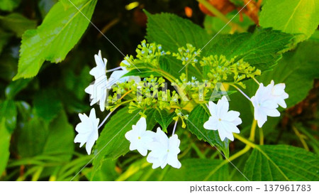 White Hakuji Hydrangea White Hakuji Hydrangea 137961783