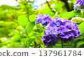 Purple hydrangea 137961784