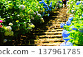 Hydrangea and stairs 137961785