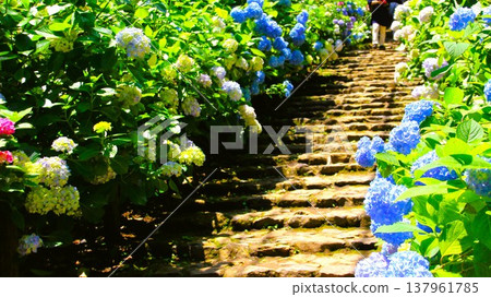 Hydrangea and stairs 137961785