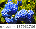 Blue hydrangea 137961786