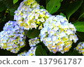 Light blue hydrangea 137961787