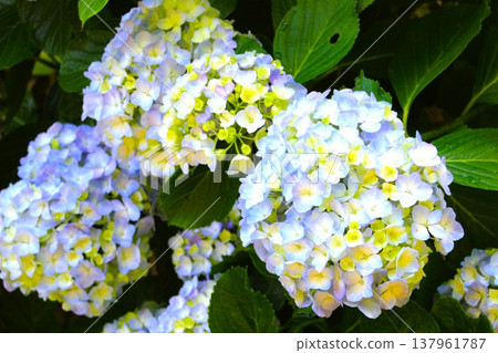Light blue hydrangea 137961787