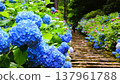 Blue hydrangea 137961788