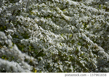 Willow flower 137961838