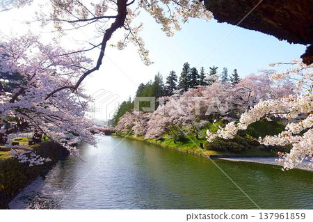 Cherry blossoms in full bloom, Hanaikada, Matsugasaki Park, Sakura, Yoshino cherry blossoms 137961859