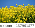 油菜田 137961877