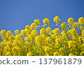 油菜田 137961879