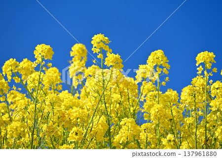 Rapeseed field 137961880