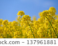 油菜田 137961881