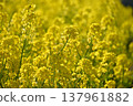 油菜田 137961882