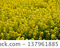 油菜田 137961885
