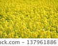油菜田 137961886