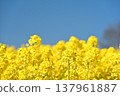 油菜田 137961887
