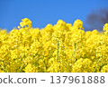 油菜田 137961888