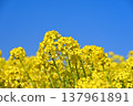 油菜田 137961891
