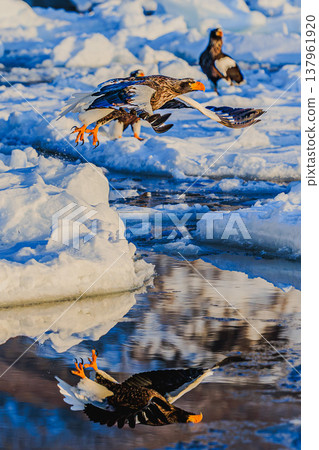 Shiretoko Rausu: Drift ice and Steller's sea eagles - a winter scene of soaring birds of prey. 137961920