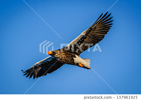 The nature of Rausu: The awe-inspiring flight of Steller's sea eagles soaring through the sky. The nature of Rausu: The awe-inspiring flight of Steller's sea eagles soaring through the sky. 137961925