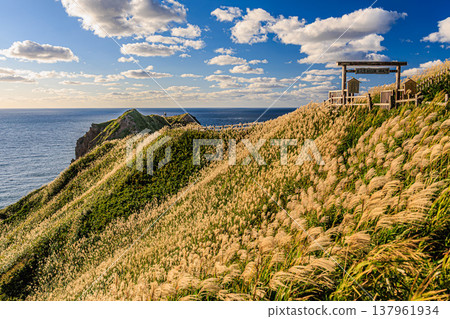 北海道積丹半島神威岬的壯麗景色：岬角上搖曳的蒲葦草和藍色的日本海。 137961934