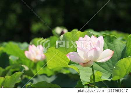 Lotus flowers and buds blooming in summer - a summer scene Lotus flowers and buds blooming in summer - a summer scene 137961947