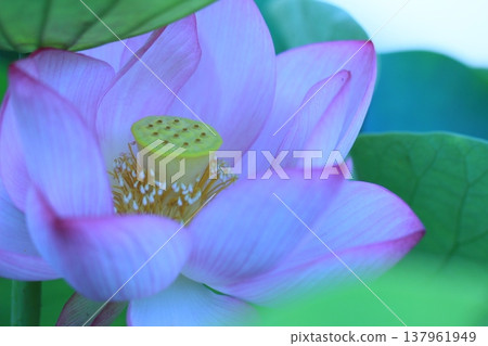 A scene of lotus flowers in the early morning; a summer scene. A scene of lotus flowers in the early morning; a summer scene. 137961949