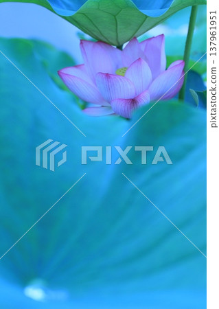 蓮花，純淨的花，夏日風景 137961951