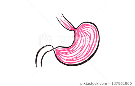 Stomach anatomy sketch Stomach anatomy sketch 137961960