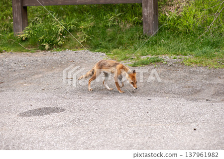 Fox Fox 137961982