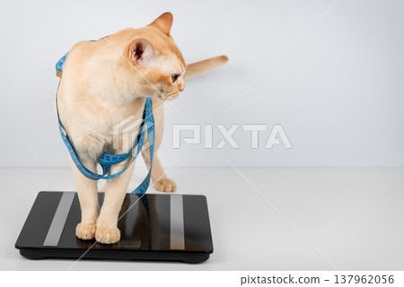 Cat on digital scale with measuring tape checking pet weight Cat on digital scale with measuring tape checking pet weight 137962056
