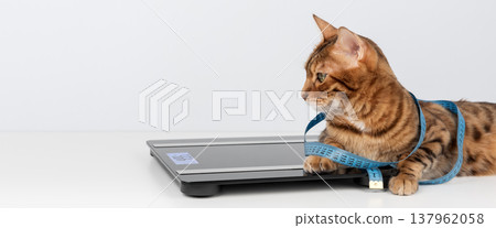 Bengal cat lying on digital scale with measuring tape Bengal cat lying on digital scale with measuring tape 137962058