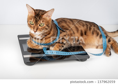 Bengal cat lying on scale with measuring tape 137962059