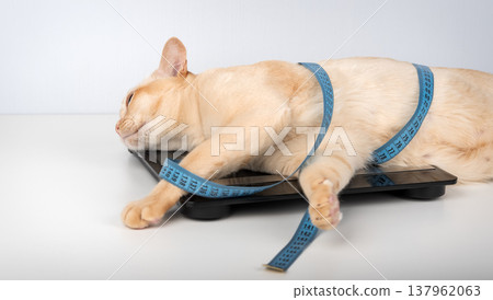 Burmese cat lying on digital scale with measuring tape 137962063