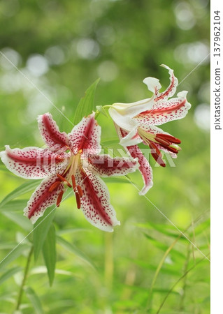 Red-striped lilies blooming in the summer countryside - Summer scenery 137962104