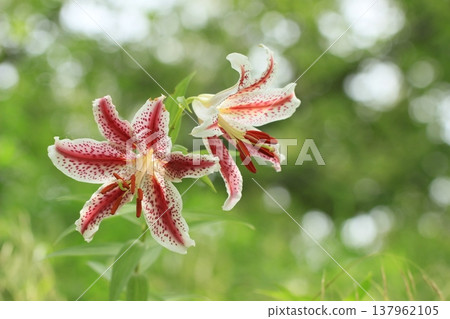 夏日鄉村盛開的紅條紋百合－夏日景色 137962105