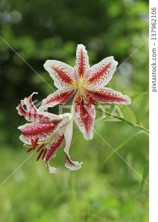 山麓盛開的紅條紋百合：夏日景象 137962106