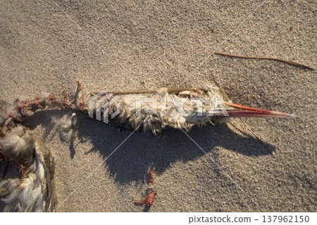 Bird carcasses washed ashore on the beach 137962150