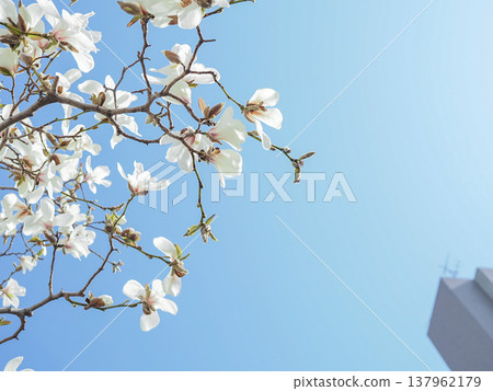 藍天白花 藍天白花 137962179