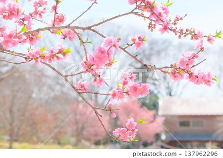 馬塔諾別墅花園裡盛開的桃花 137962296
