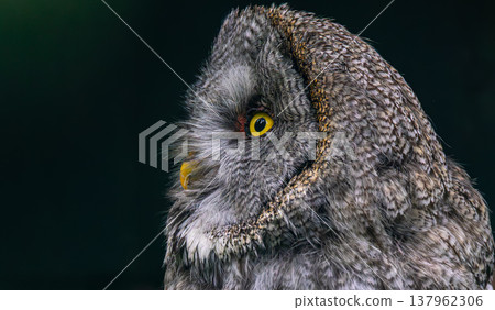 Great grey owl (Strix nebulosa) close-up. Great grey owl (Strix nebulosa) close-up. 137962306