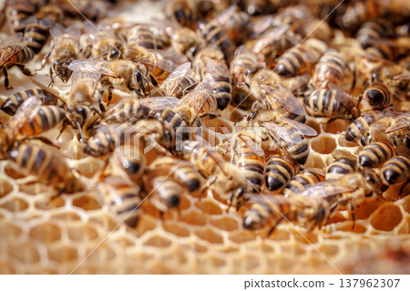 Honey Bees working on honeycomb close-up shot. 137962307