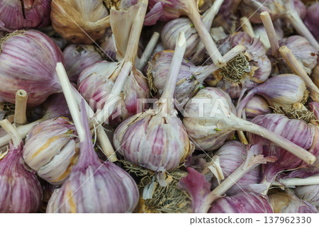 Fresh garlic bulbs background texture. Fresh garlic bulbs background texture. 137962330