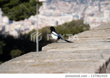Egret standing on the castle wall 137962420