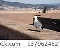 The back view of a seagull walking along the embankment 137962462