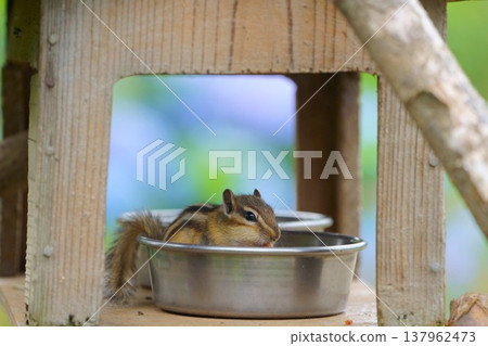 A cute chipmunk eating from a bowl - a heartwarming moment with a small animal. A cute chipmunk eating from a bowl - a heartwarming moment with a small animal. 137962473