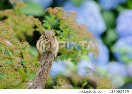 一隻花栗鼠在樹上吃東西：從正面看，這是一隻可愛的小動物。 137962479