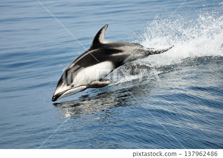 跳躍的野生海豚 跳躍的野生海豚 137962486